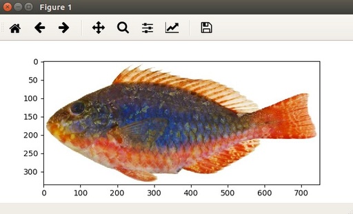 Fish picture displayed with matplotlib.pyplot library