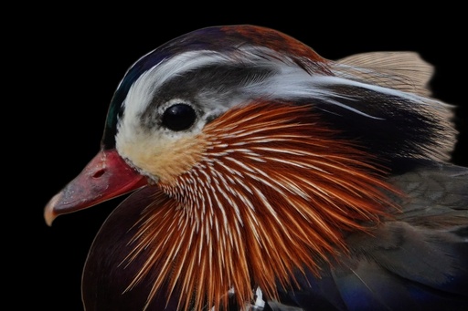 Mandarin duck, removed background
