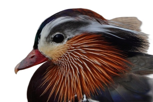 Mandarin duck with proper white background