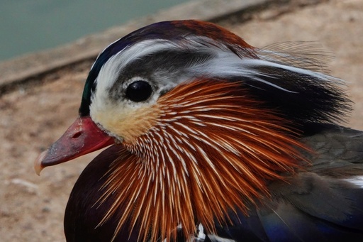 Mandarin duck (Aix galericulata)